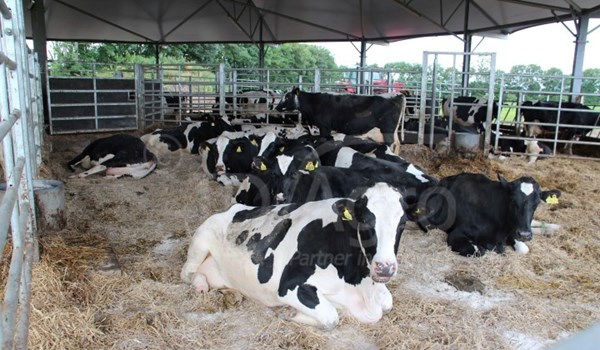 Roundhouse for dry cows