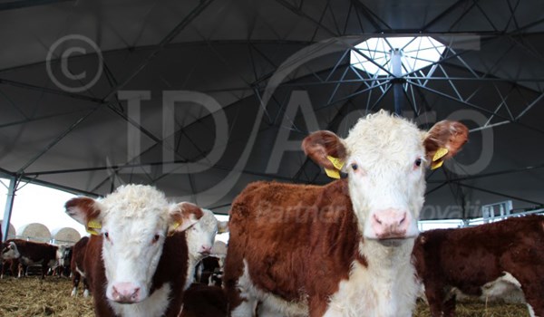 ID Agro visits Herefords in a Roundhouse