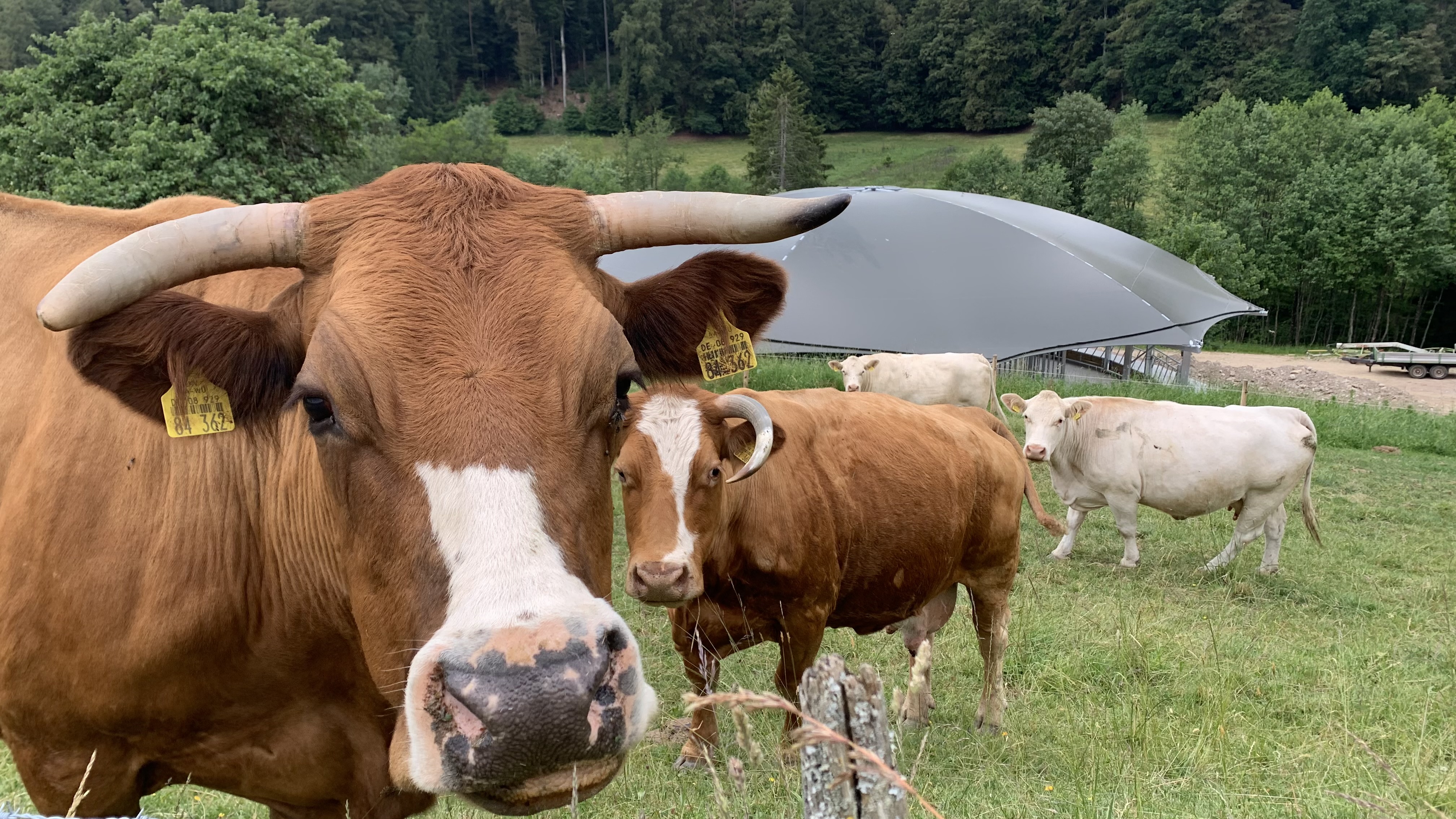 A revolution in animal-friendly livestock farming at the Gerspacher family