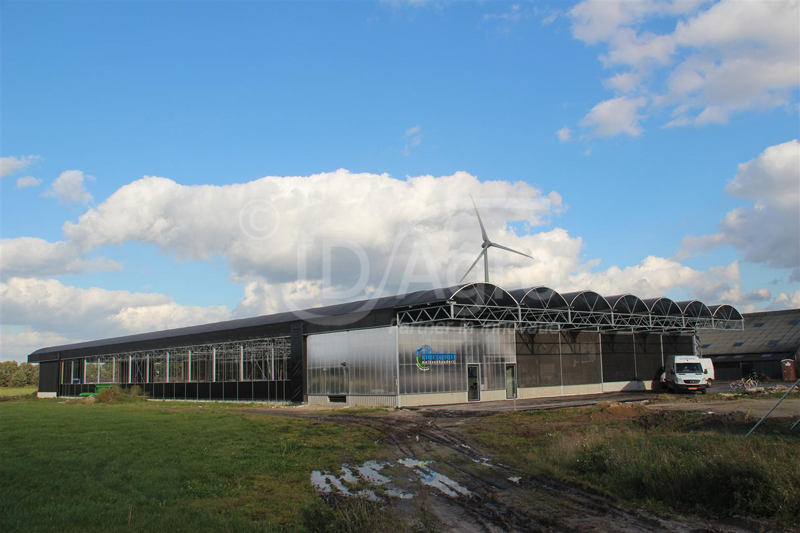 Cows dancing in new loose housing stable 