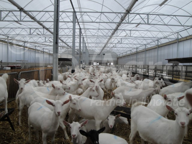 Cow Lounge for Dairy Goats in Friesland
