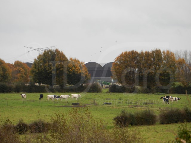 Project in France, 240 dairy cows