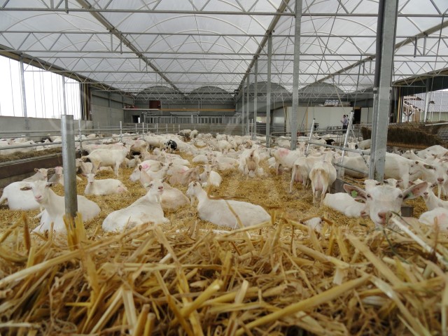 Cow Lounge for Dairy Goats completed