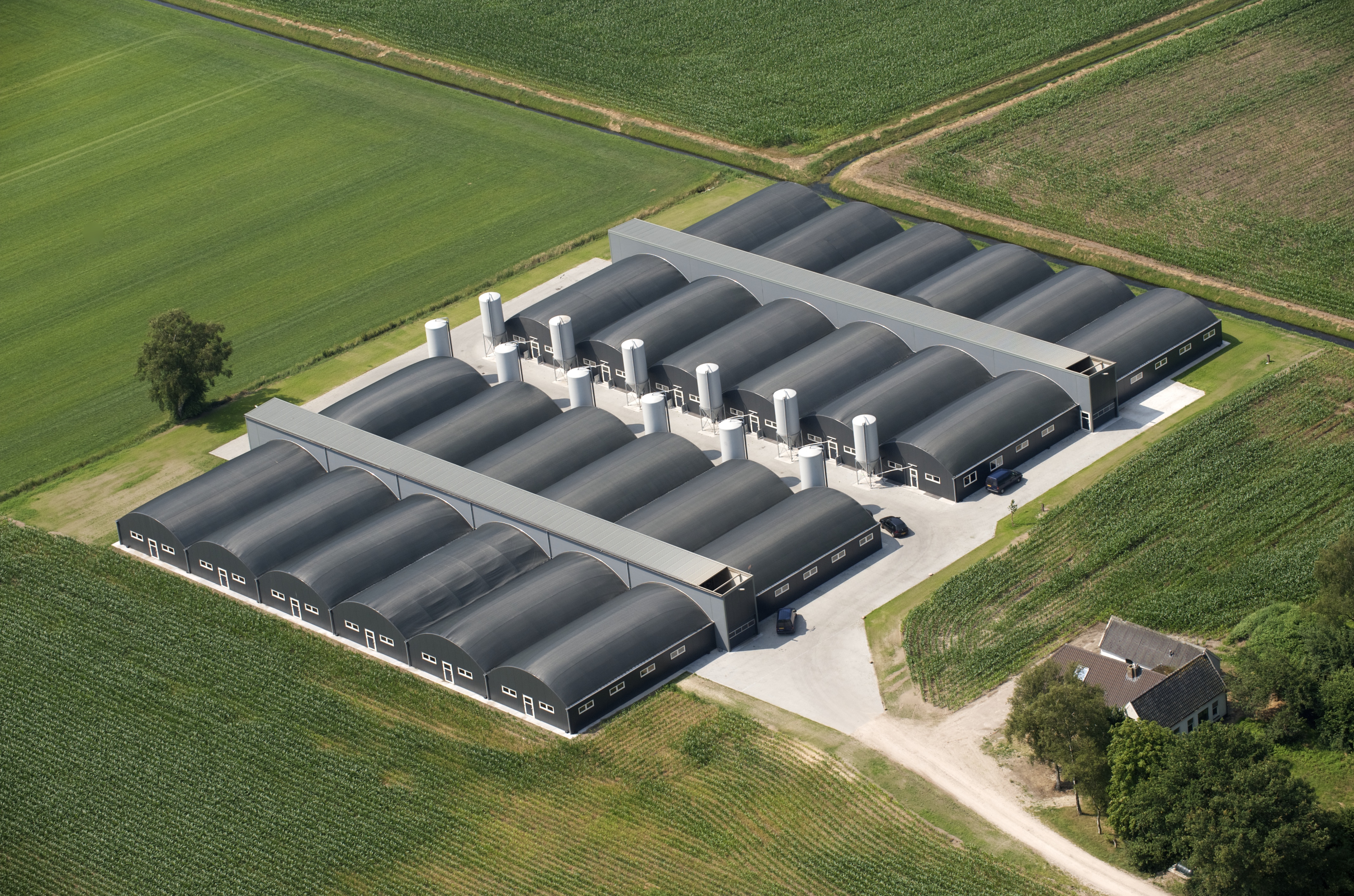 Cow Lounge® Isolated