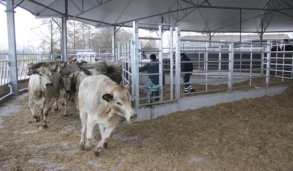 Piemontese enter Roundhouse barn for the first time!