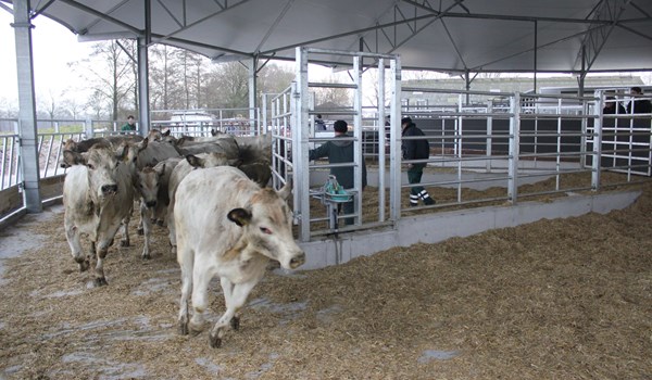 Piemontese enter Roundhouse barn for the first time! 