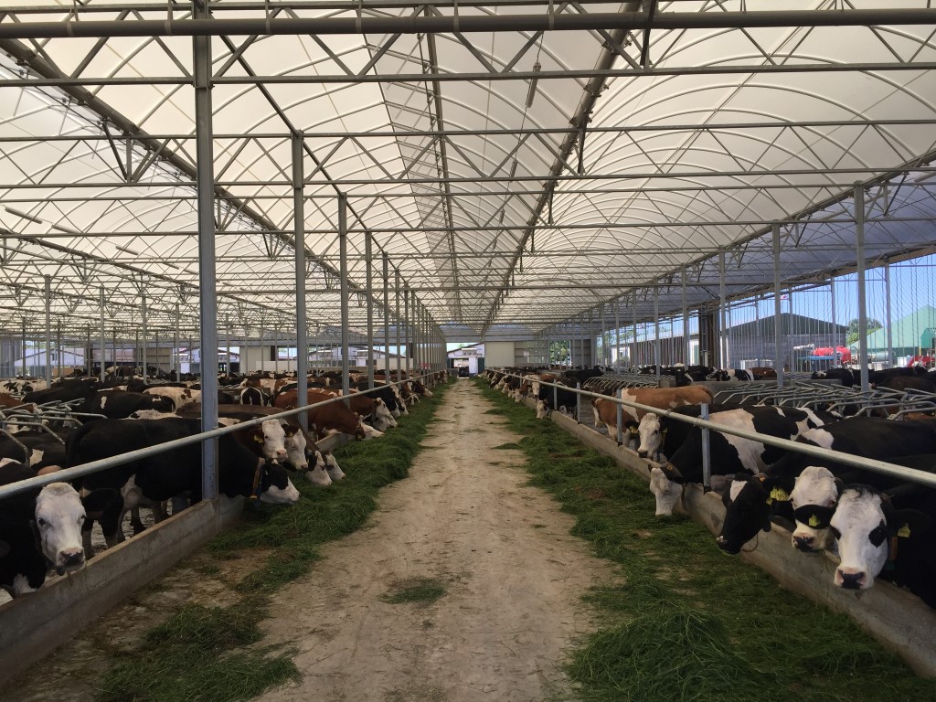 Cow Lounge for 1000 cows in Germany