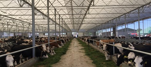 Cow Lounge for 1000 cows in Germany