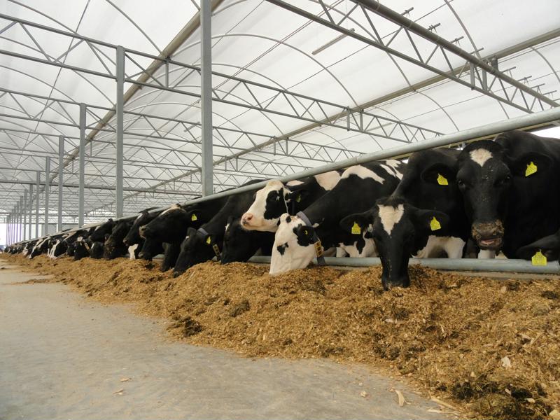 First Cow Lounge in Denmark