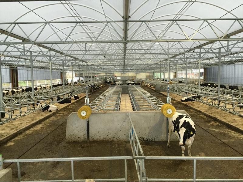 Cow Lounge for 240 dairy cows in Denmark