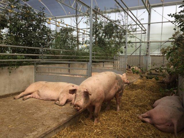 Varkenshoff - Swine Yard 